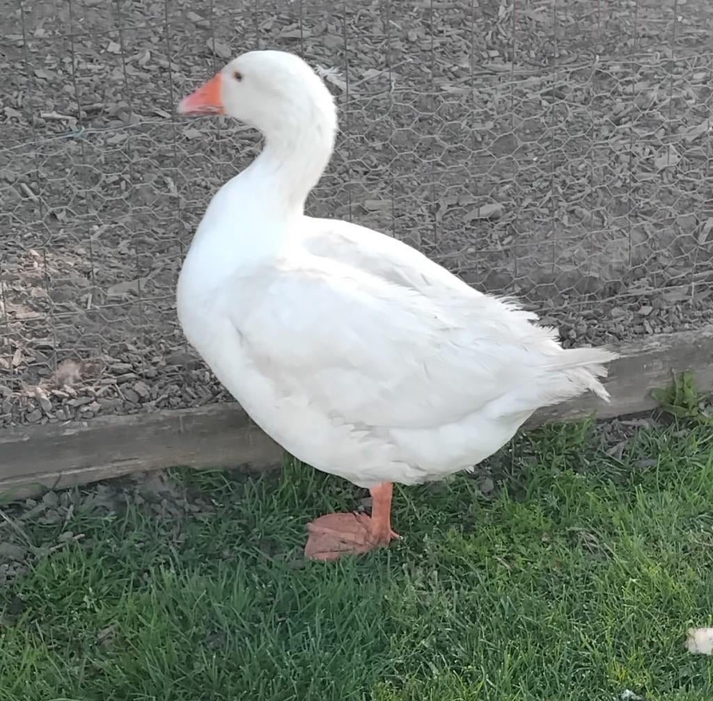 Witte jonge gans, Vrouwelijk
