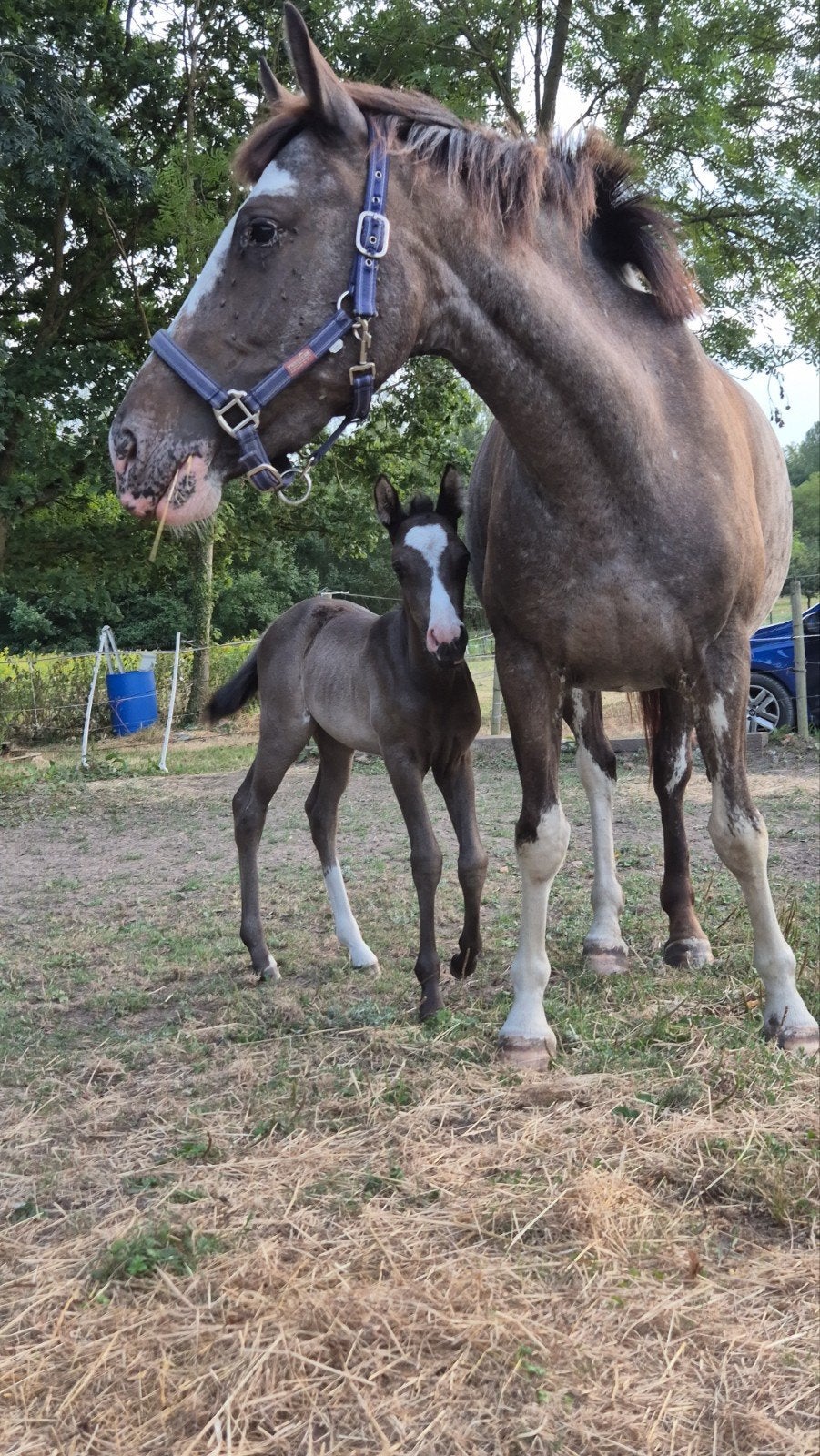 Merrie veulen met 1 mooi maanoogje, Dieren en Toebehoren, Paarden, Merrie, Minder dan 160 cm, Westernpaard, Onbeleerd