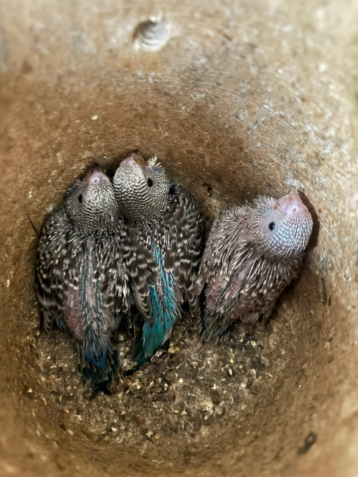 Jonge grasparkieten, Plusieurs animaux, Perruche, Domestique