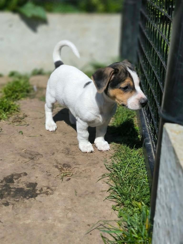 Belgische jack russel pupjes, Parvo, België, Jack Russell Terriër, 8 tot 15 weken