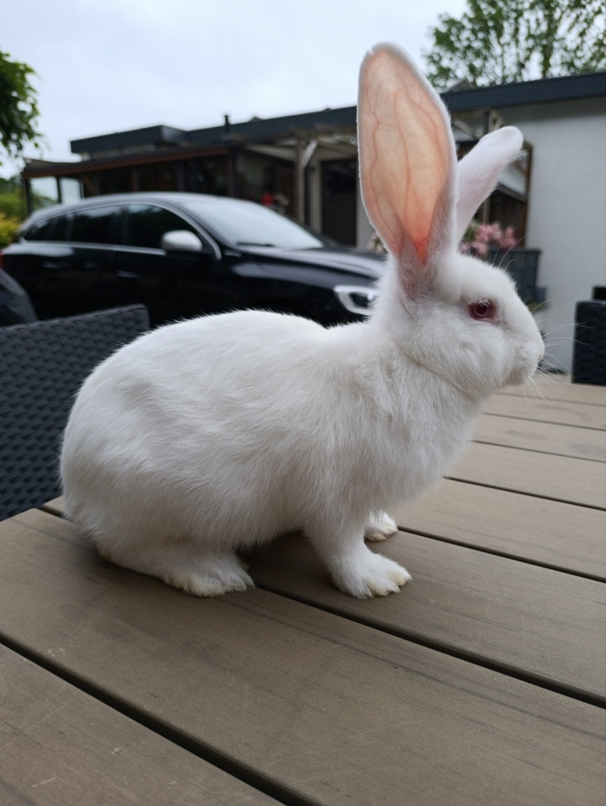 Knap Duitse Reus rammetje - albino, Dieren en Toebehoren, Mannelijk, Groot, 0 tot 2 jaar