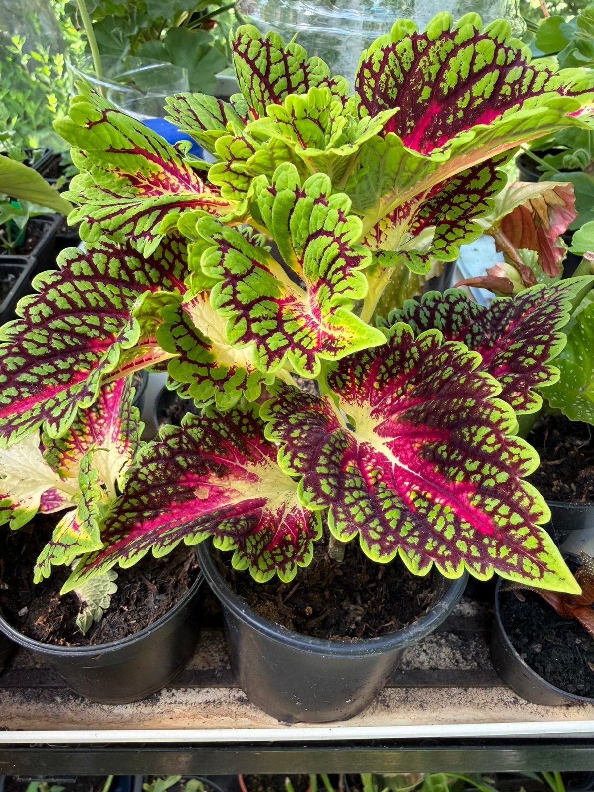 Coleus/ siernetel, Enlèvement
