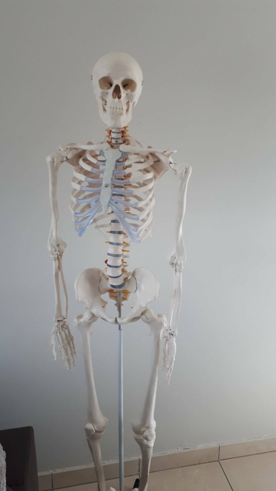 Anatomie skelet, Diversen, Ophalen, Zo goed als nieuw