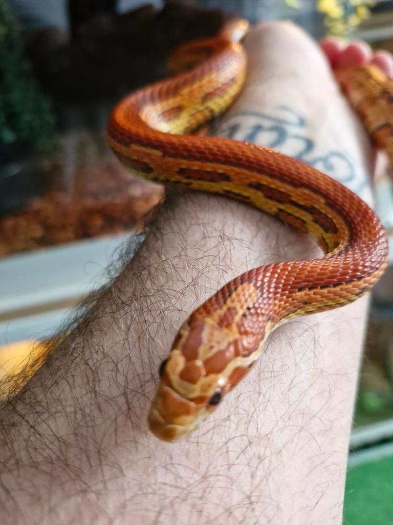 Korenslang, Animaux & Accessoires, Serpent, Domestique