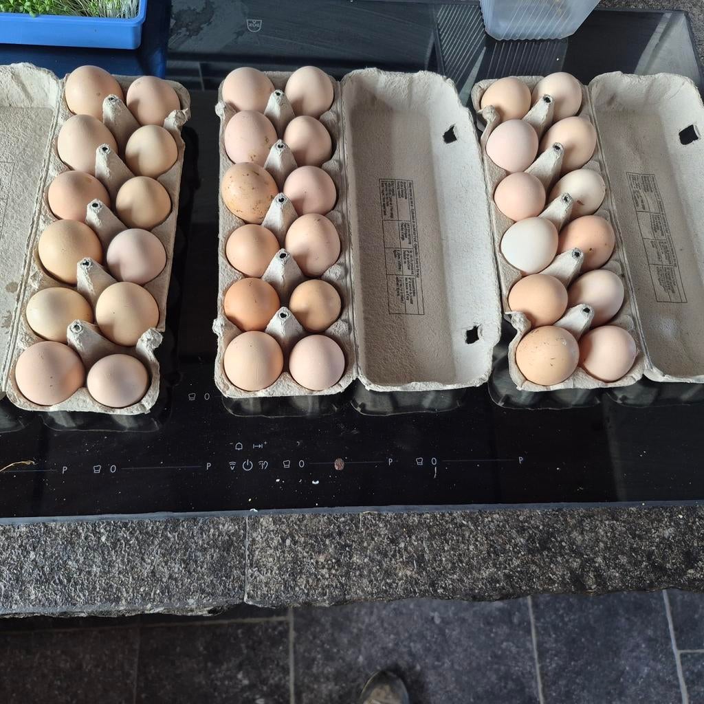 eieren tekoop, Dieren en Toebehoren, Pluimvee, Geslacht onbekend, Overige soorten