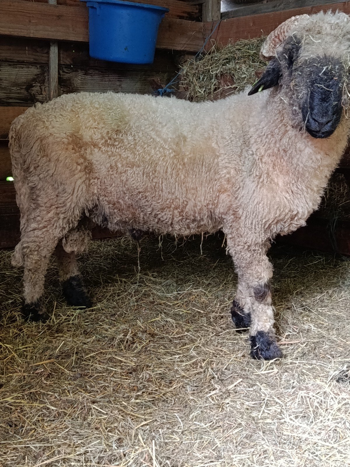 Mooie , zware ram, Dieren en Toebehoren, Schapen, Geiten en Varkens
