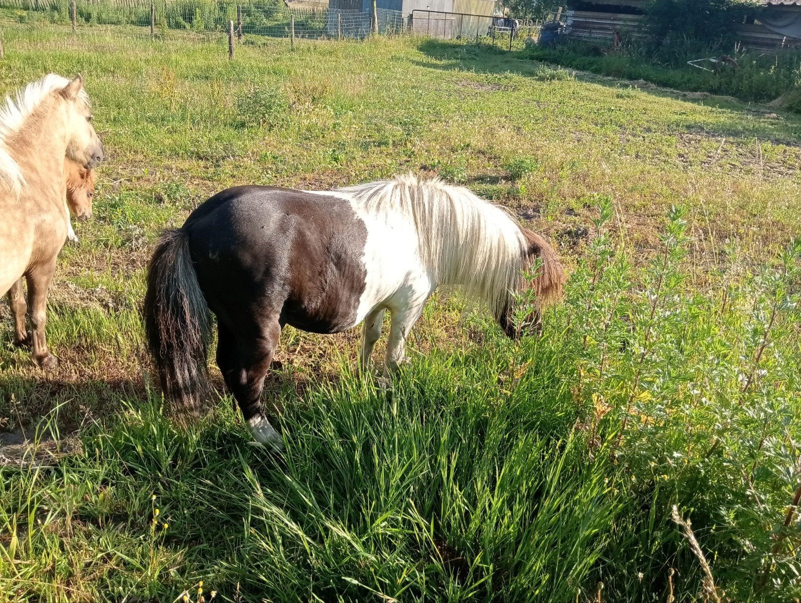 Pony hengst, Étalon, Avec puce électronique