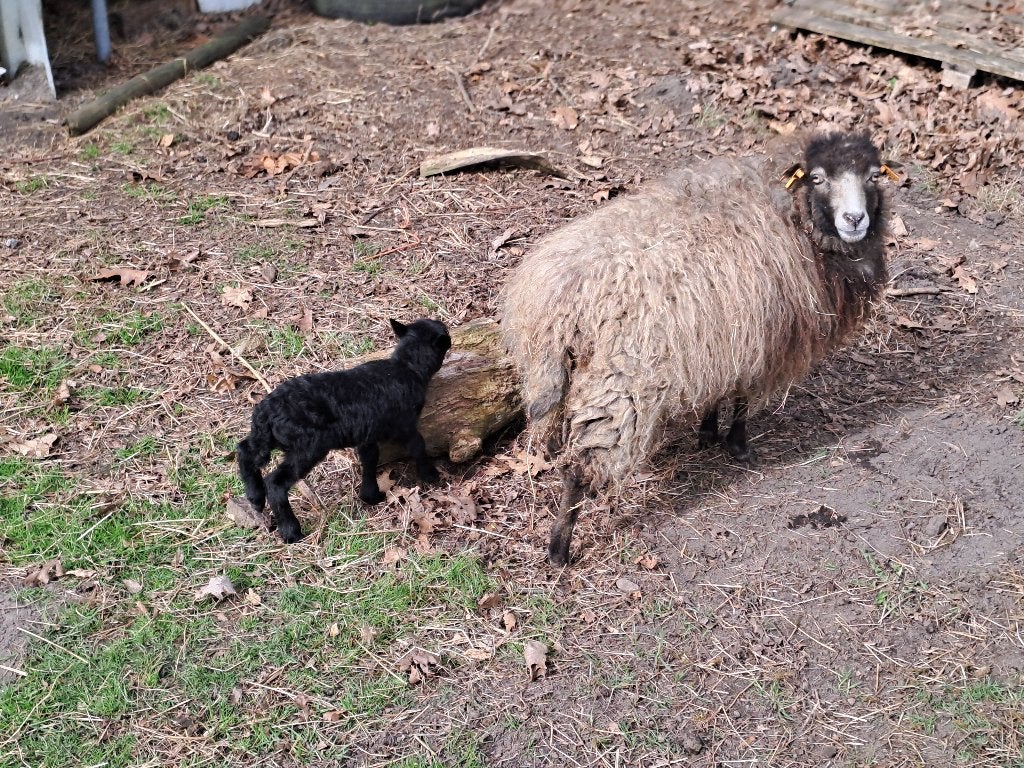 Quessant rammetje 2026, Dieren en Toebehoren, Mannelijk, Schaap, 0 tot 2 jaar