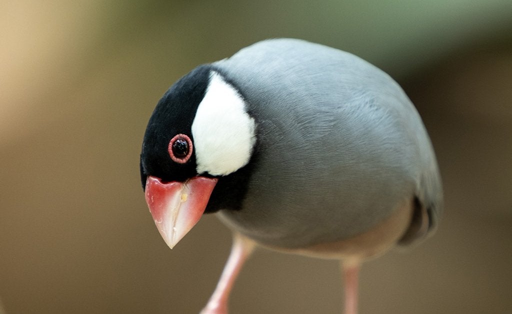 rijstvogels