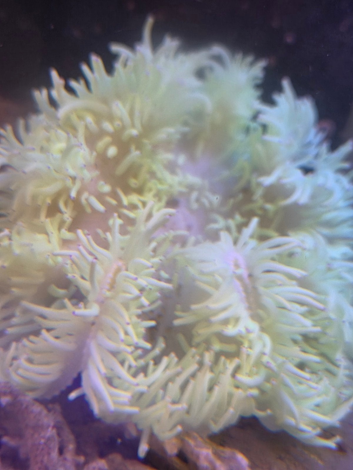 Mooi onderwaterwereld spullen