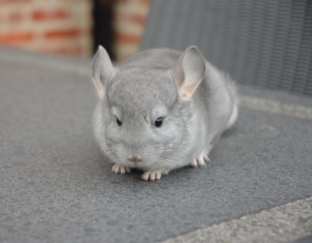 chinchilla jonge bokjes / Mannetjes, Chinchilla, Mannelijk, Mei, Tam