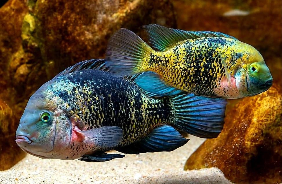 Aquariumvissen kweekkoppel Vieja, Dieren en Toebehoren, Vissen | Aquariumvissen, Vis, Zoetwatervis