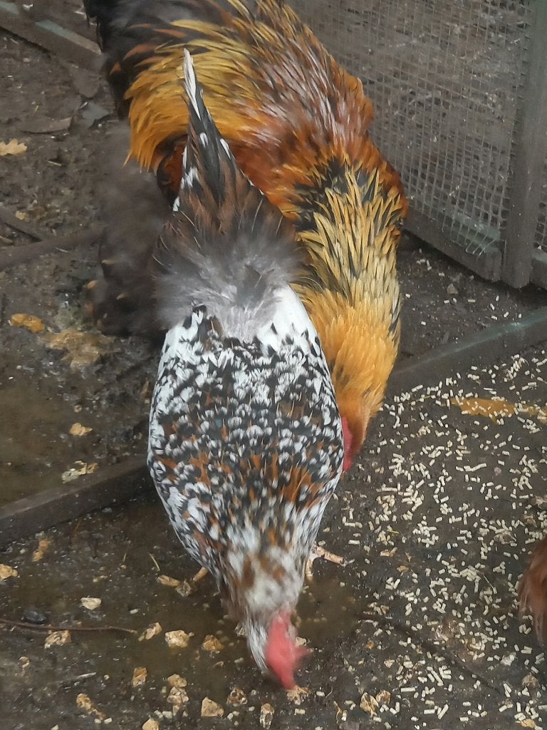 Leghorn hen proselein kleur / duizendkleur, Dieren en Toebehoren, Pluimvee, Vrouwelijk, Kip