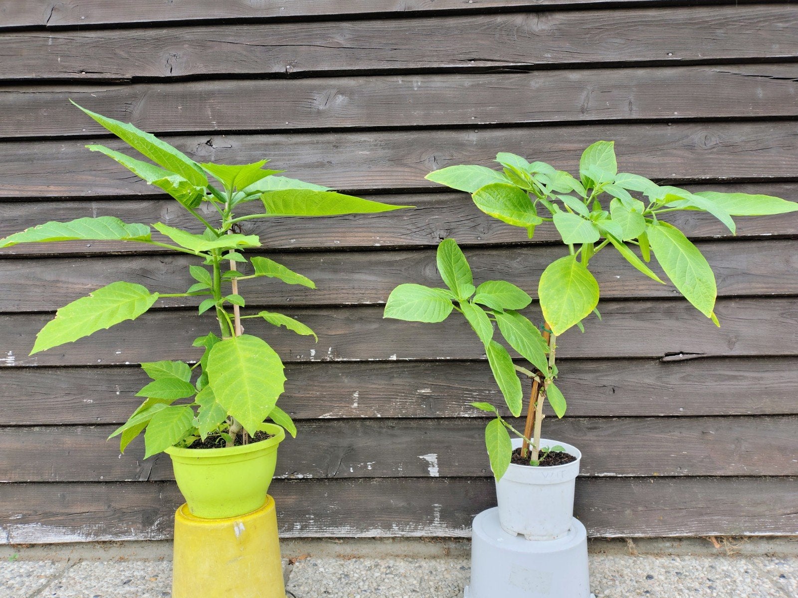 trompetplant., Ophalen