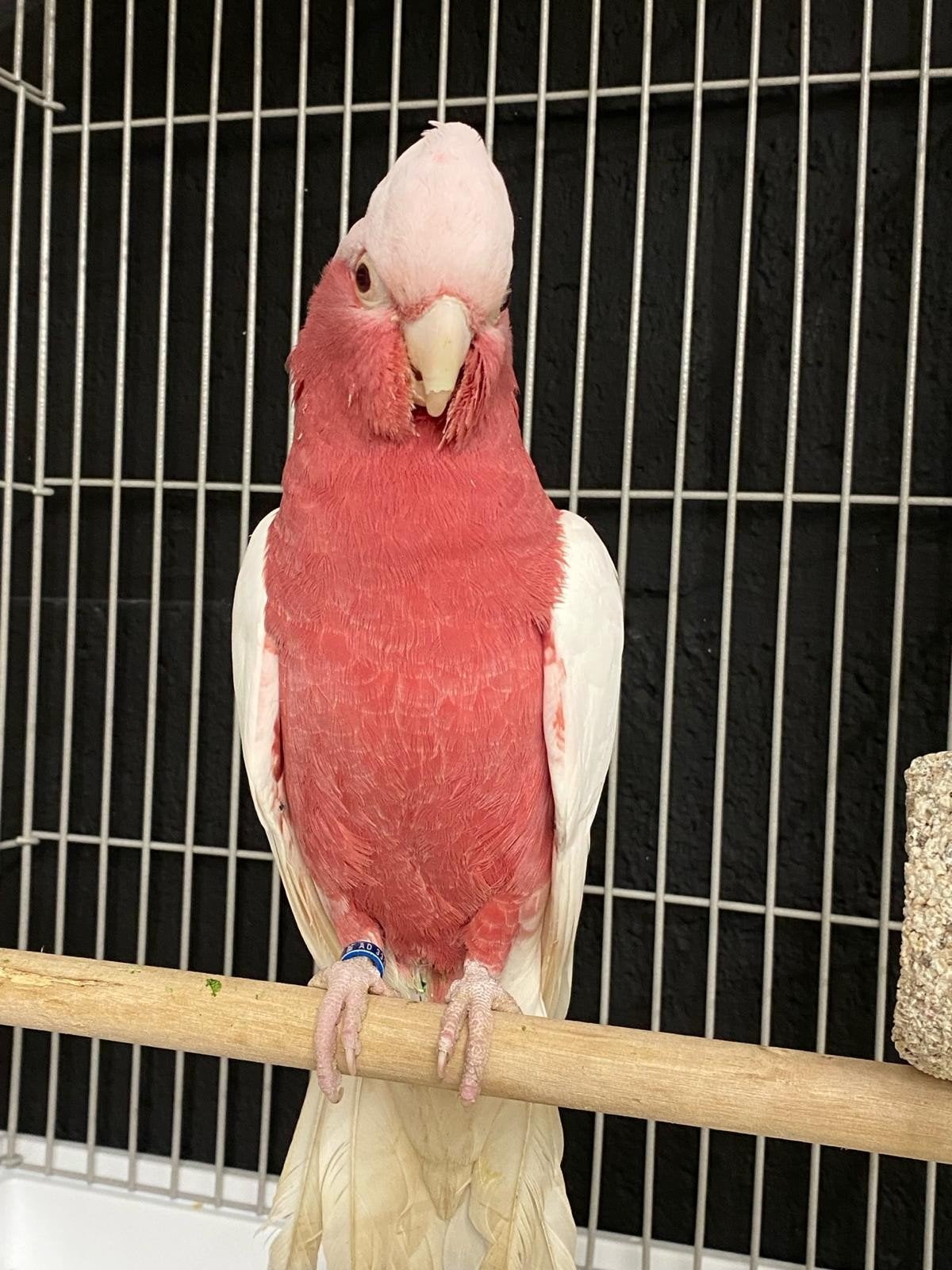 Les jeunes tomates Ultimo Rose ont été apprivoisées avec de, Animaux & Accessoires, Oiseaux | Perruches & Perroquets, Bagué