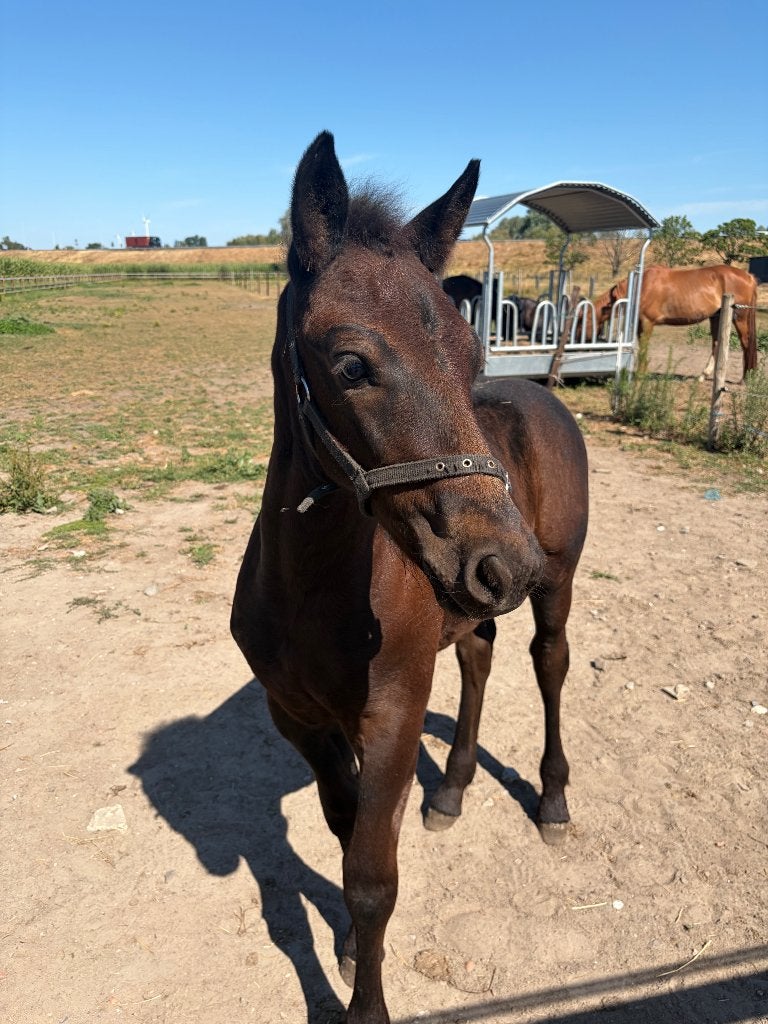 Superlief Hengstenveulen Merens, Animaux & Accessoires, Étalon, Avec pedigree