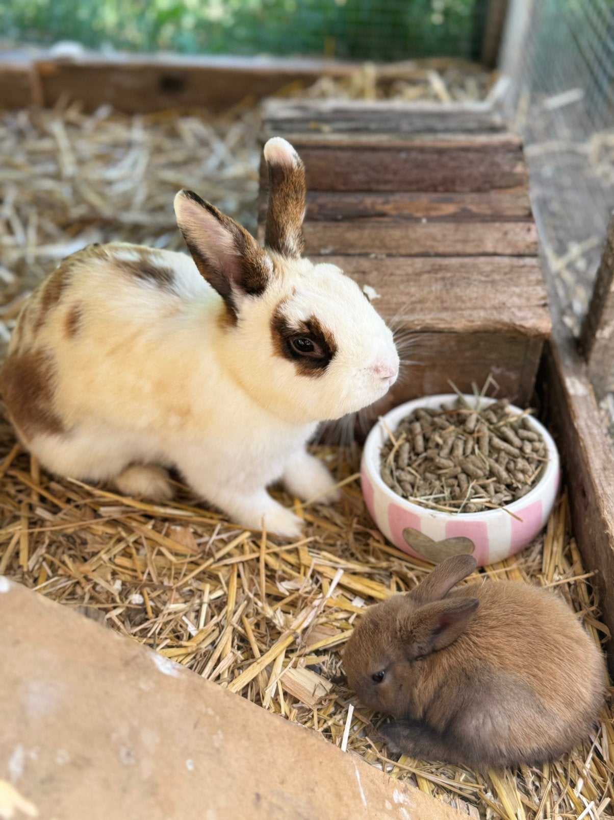 3 Baby konijntjes TE GEEF, Dieren en Toebehoren, Konijnen