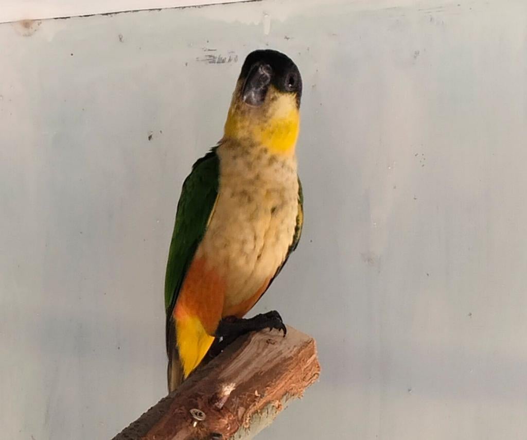 Caique man 2024