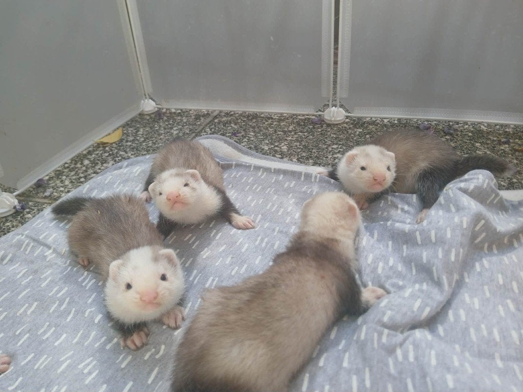Frettenpups, Dieren en Toebehoren, Overige Dieren, Juli, Meerdere dieren