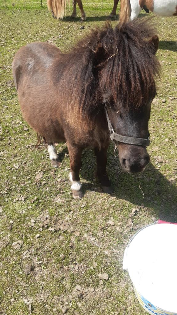 Drachtige shetlanders, Dieren en Toebehoren, Paarden