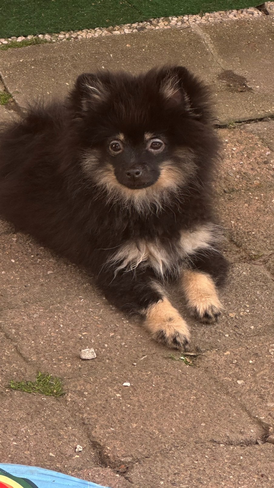 Laatste raszuivere pomeriaan/ dwergkees reutje, België, Particulier, Keeshond, 15 weken tot 1 jaar