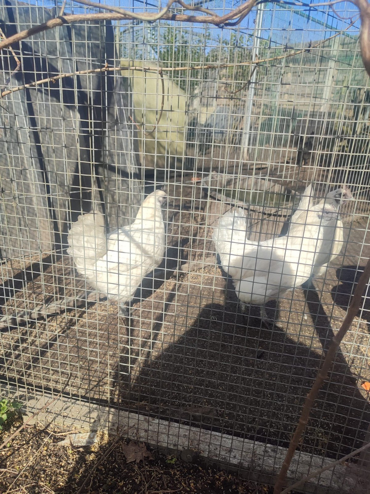 4 ga h' mong hennen te koop, Dieren en Toebehoren, Pluimvee, Vrouwelijk, Kip