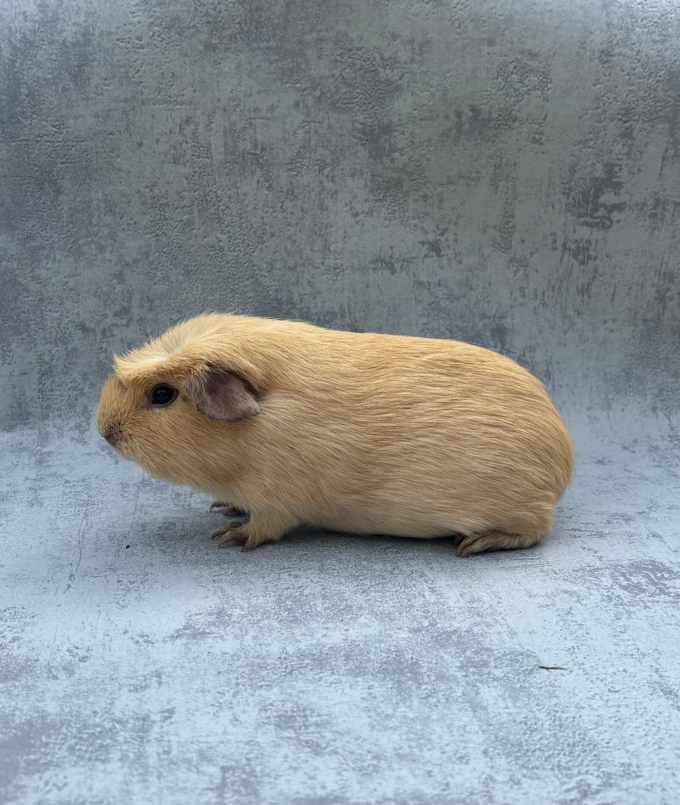 Cavia vrouwelijk crème gekruind, Vrouwelijk, Tam, Maart, Cavia