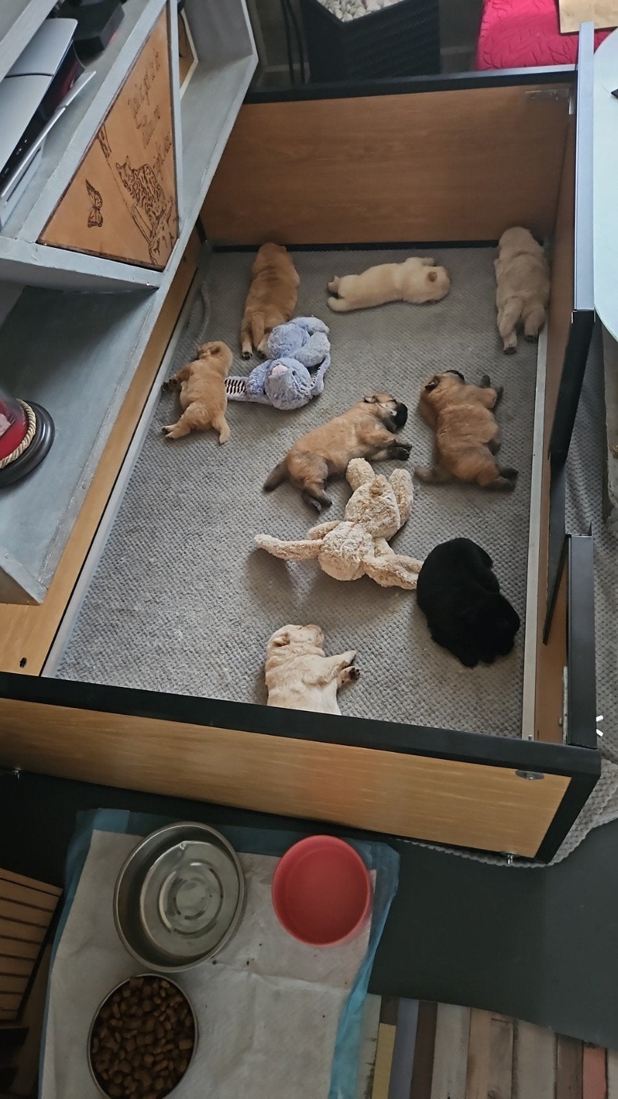 Très beaux chiots chowchow, Hépatite contagieuse (maladie de Rubarth), Autres races, 8 à 15 semaines, Plusieurs