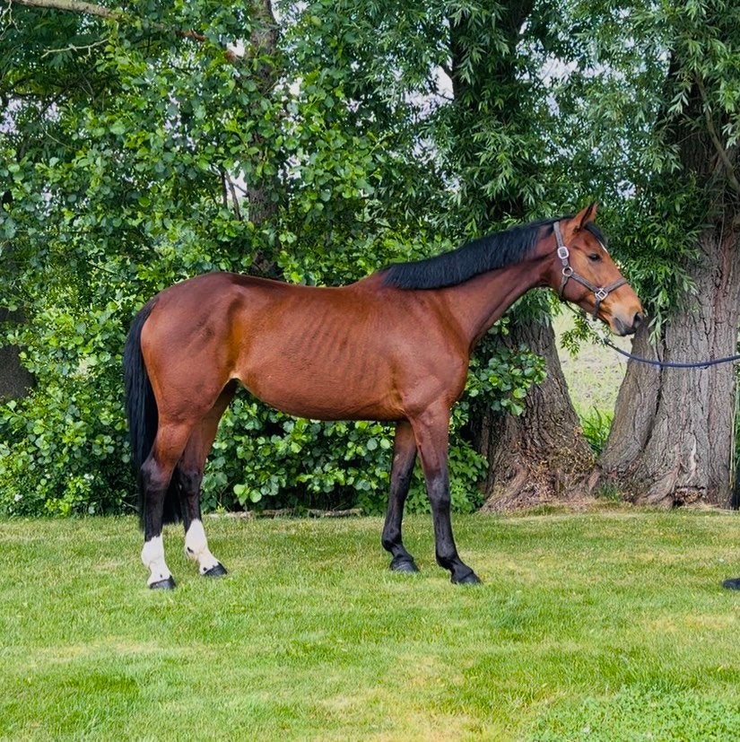 Recreatiepaard, Animaux & Accessoires, Chevaux, Jument, Cheval de récréation