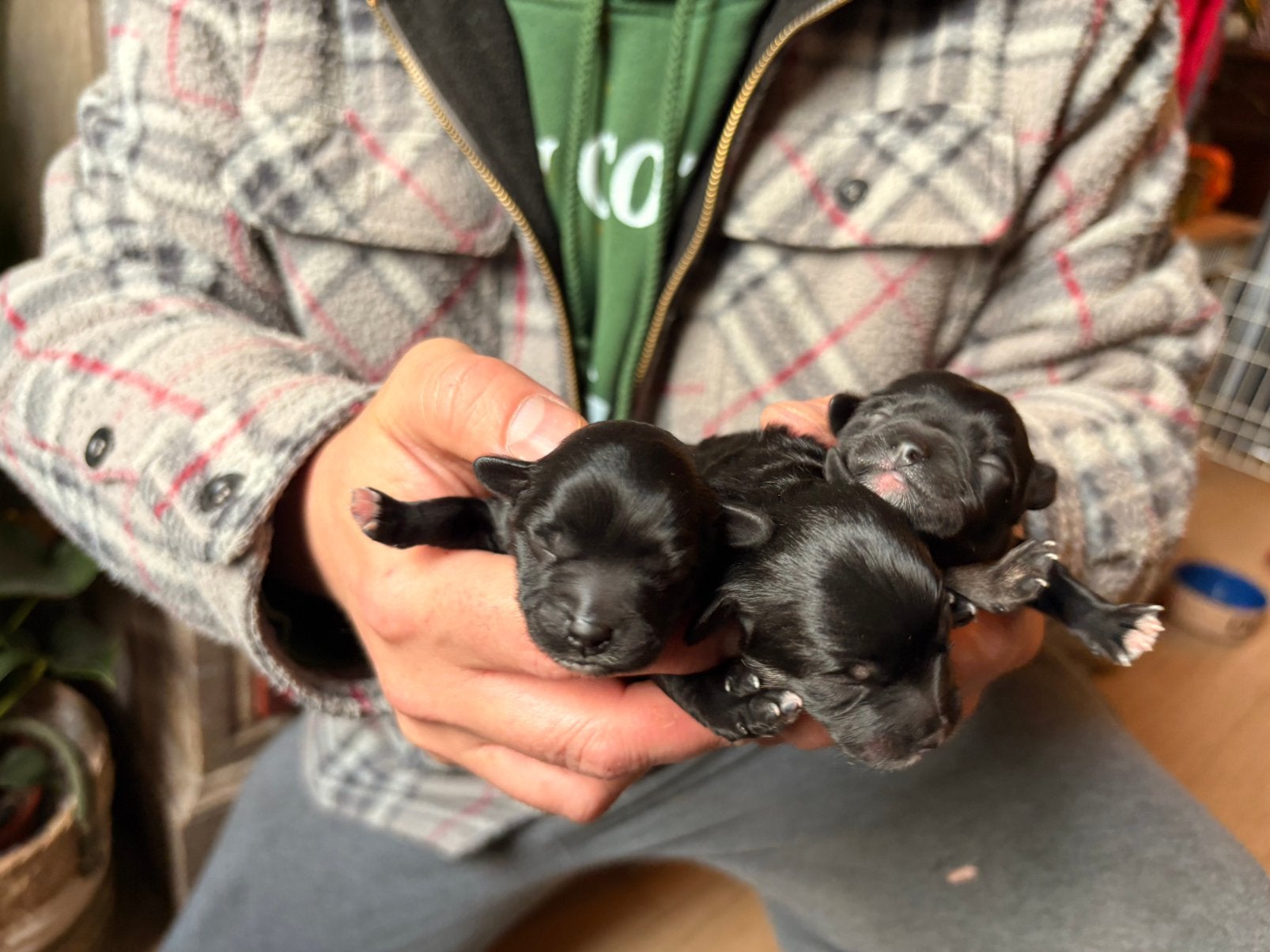 Kleine Maltipoo pups van minipoedel 2,5kg!, Poedel, België, Fokker | Hobbymatig, CDV (hondenziekte)