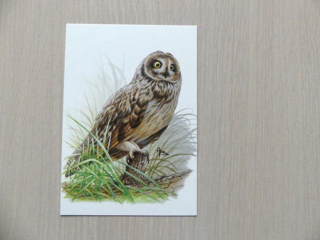 Carte postale Buzin - HIBOU DES MARAIS, Enlèvement ou Envoi