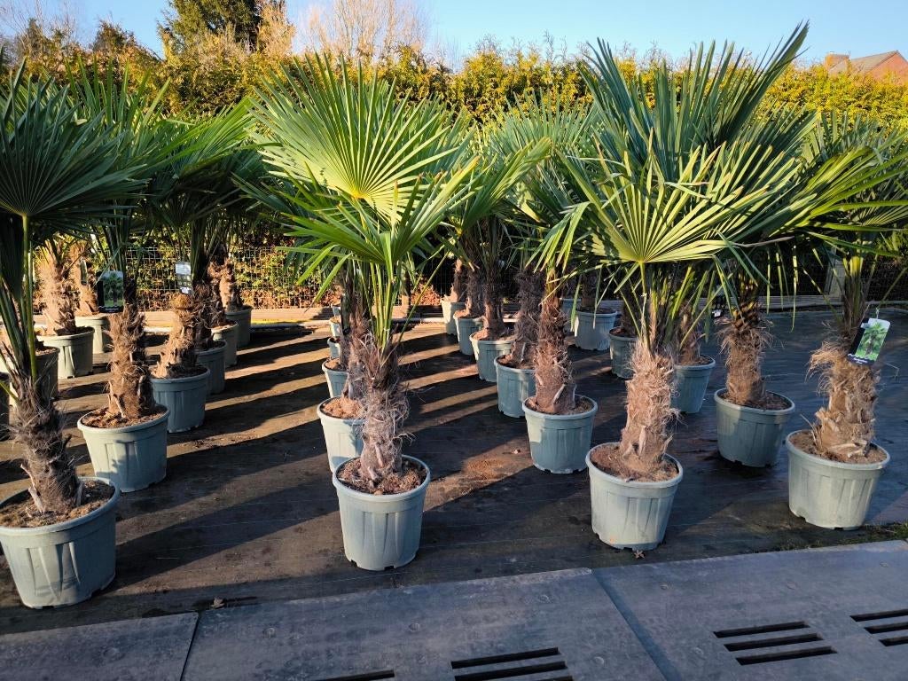 Trachycarpus fortunei winterharde palmboom, Tuin en Terras, Planten | Bomen, Halfschaduw, Lente, 100 tot 250 cm, Palmboom