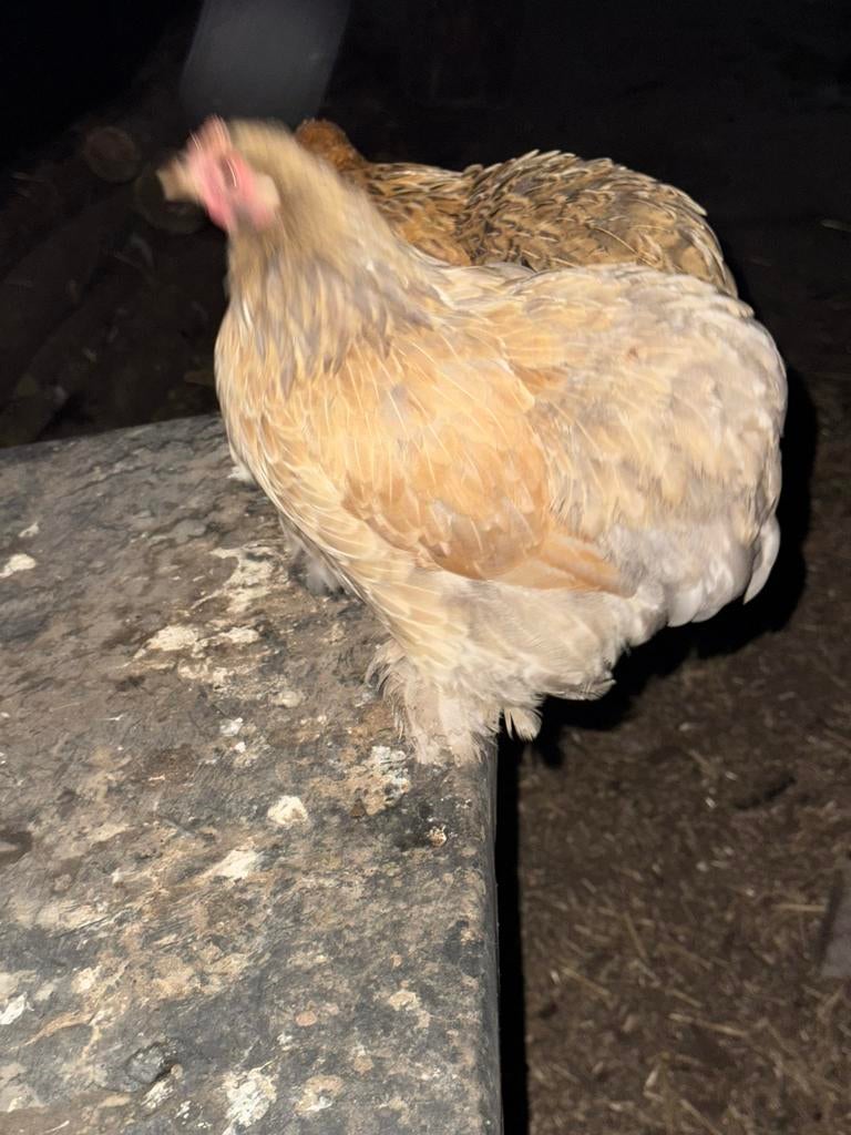 Cochin hen te koop, Ophalen