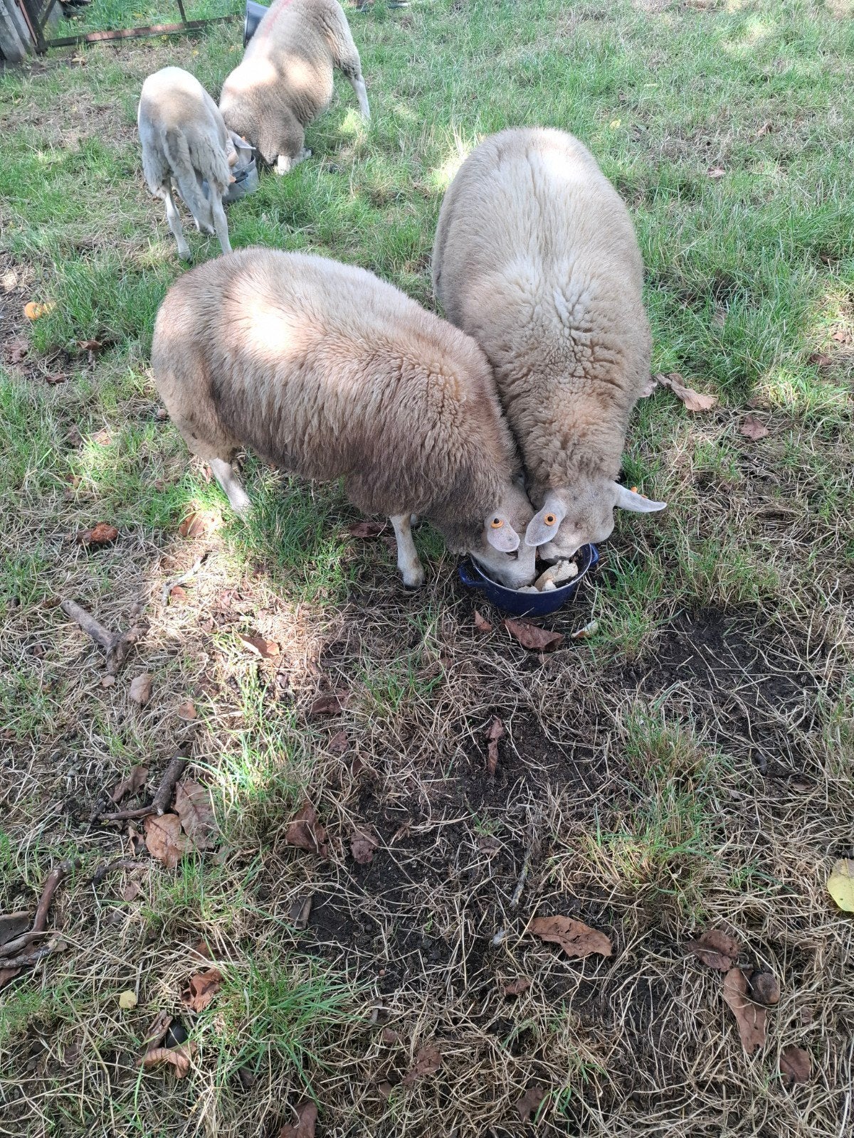 bons moutons, brebis et béliers, Animaux & Accessoires, Plusieurs animaux, Mouton, 0 à 2 ans