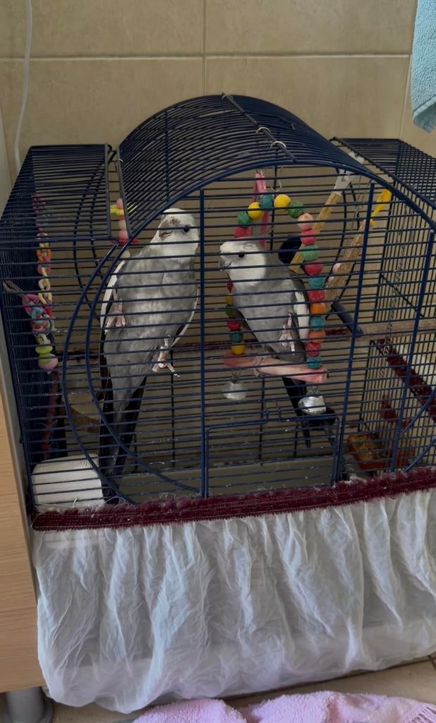 2 jeune mâles calopsitte, Animaux & Accessoires, Oiseaux | Perruches & Perroquets, Perruche, Mâle, Parleur, Domestique