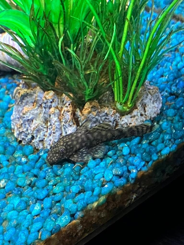 Algeneter, Dieren en Toebehoren, Vissen | Aquariumvissen, Zoetwatervis, Vis