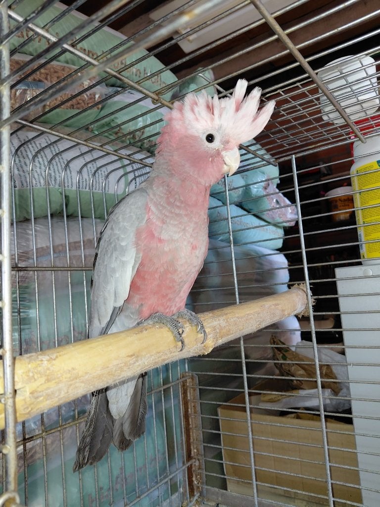 Rose kaketoe, Dieren en Toebehoren, Vrouwelijk, Papegaai, Geringd