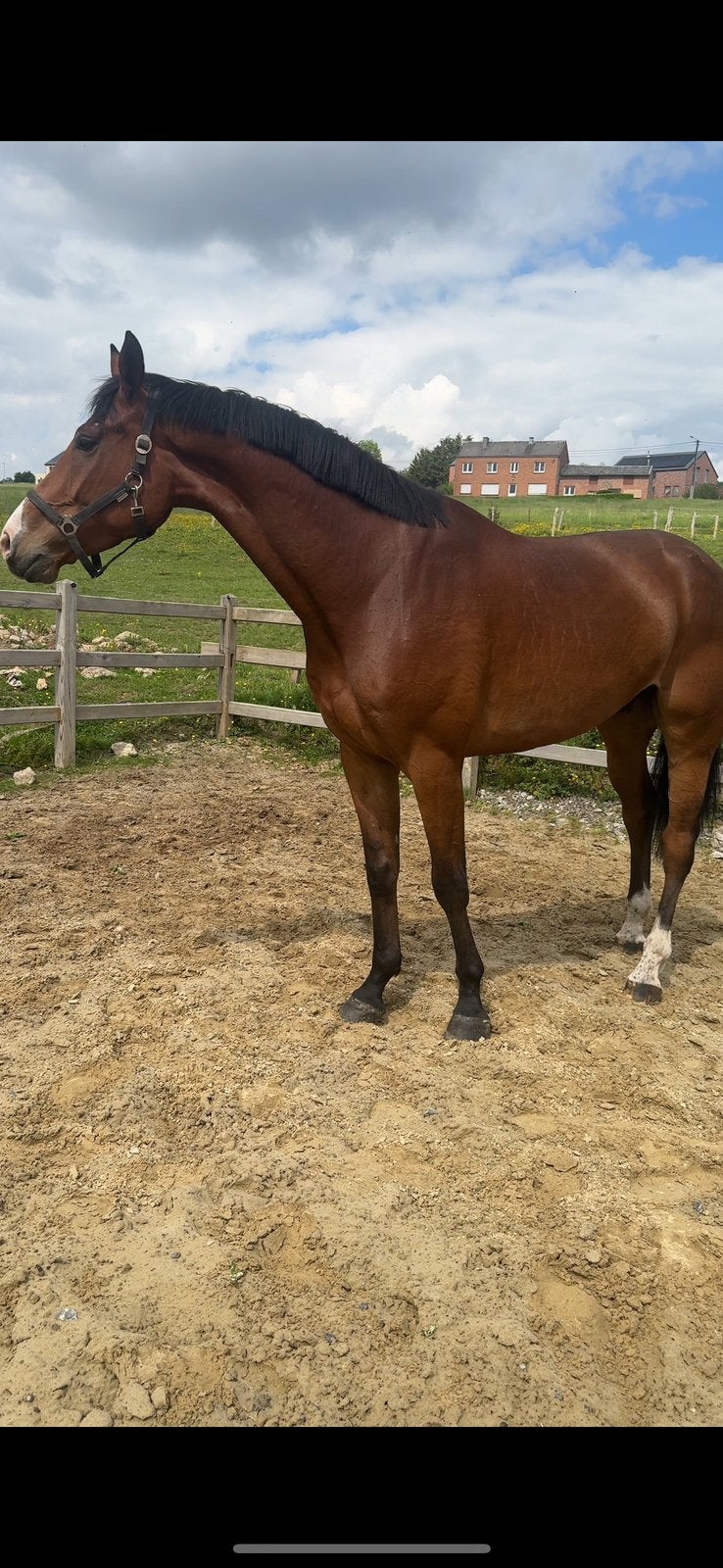 Hongre 6 ans par aganix z, Dieren en Toebehoren, Paarden en Pony's | Overige Paardenspullen, Ophalen