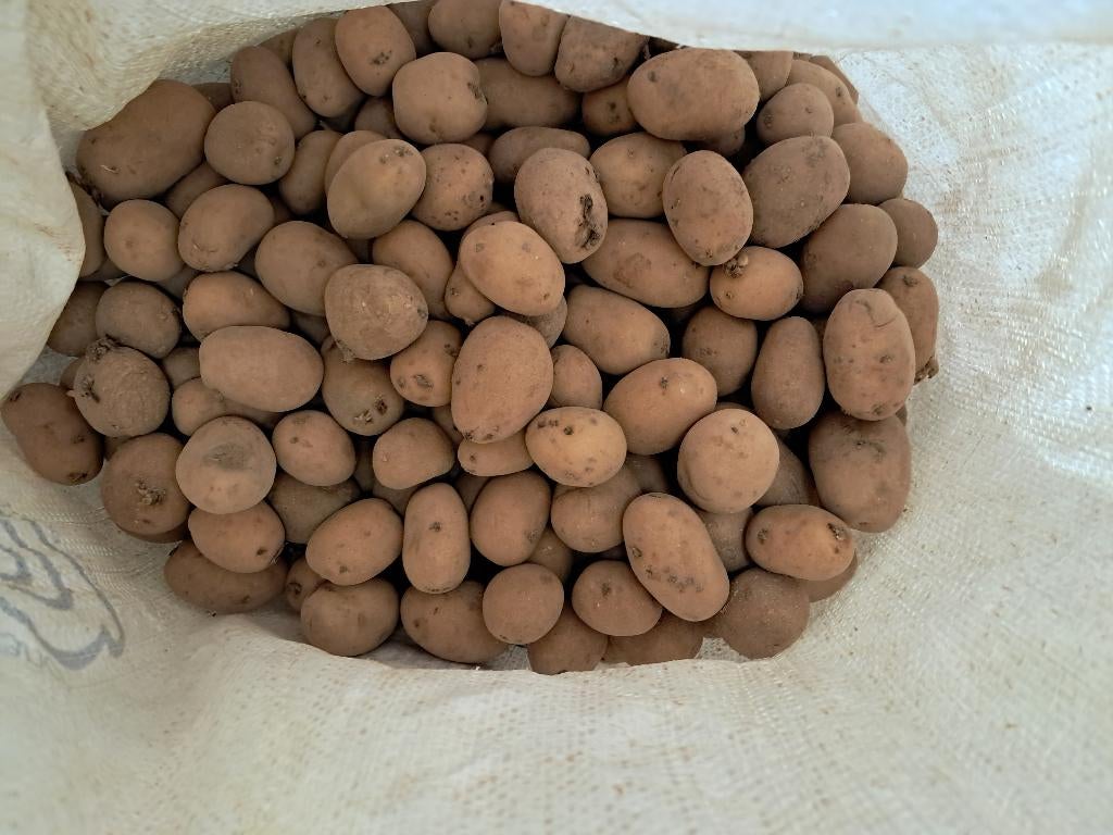 Pootgoed Daisy 250 kg, Zakelijke goederen, Landbouw | Aardappelen, Groenten, Fruit en Vlees, Ophalen