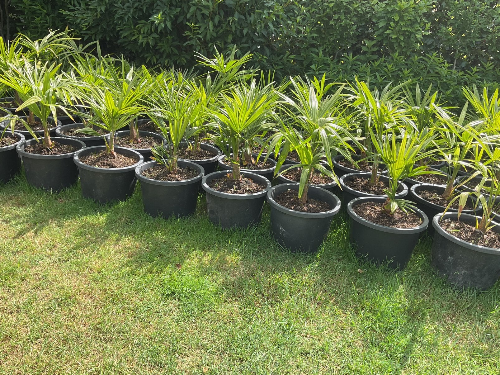 Trachycarpus fortunei, Enlèvement