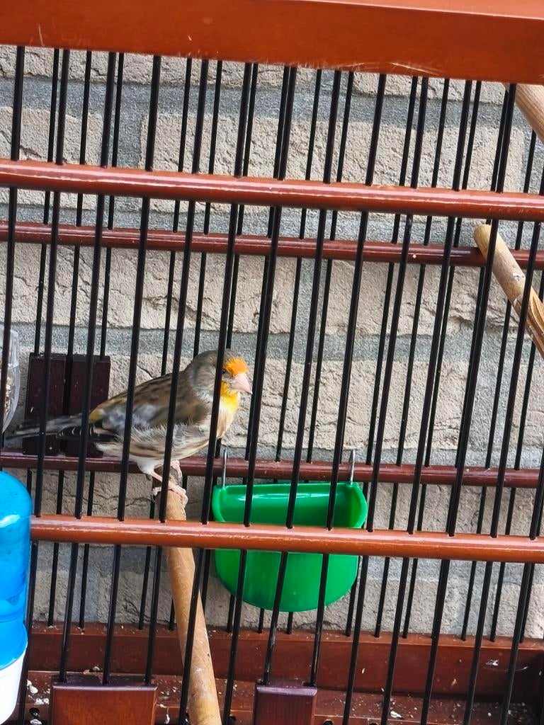 Bastard (distelvink x kanarie)