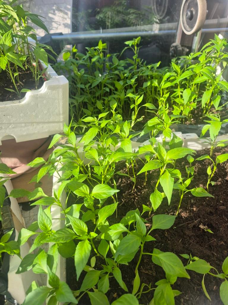 Te koop turks peper plant 1 euro  per stuk, Tuin en Terras, Ophalen