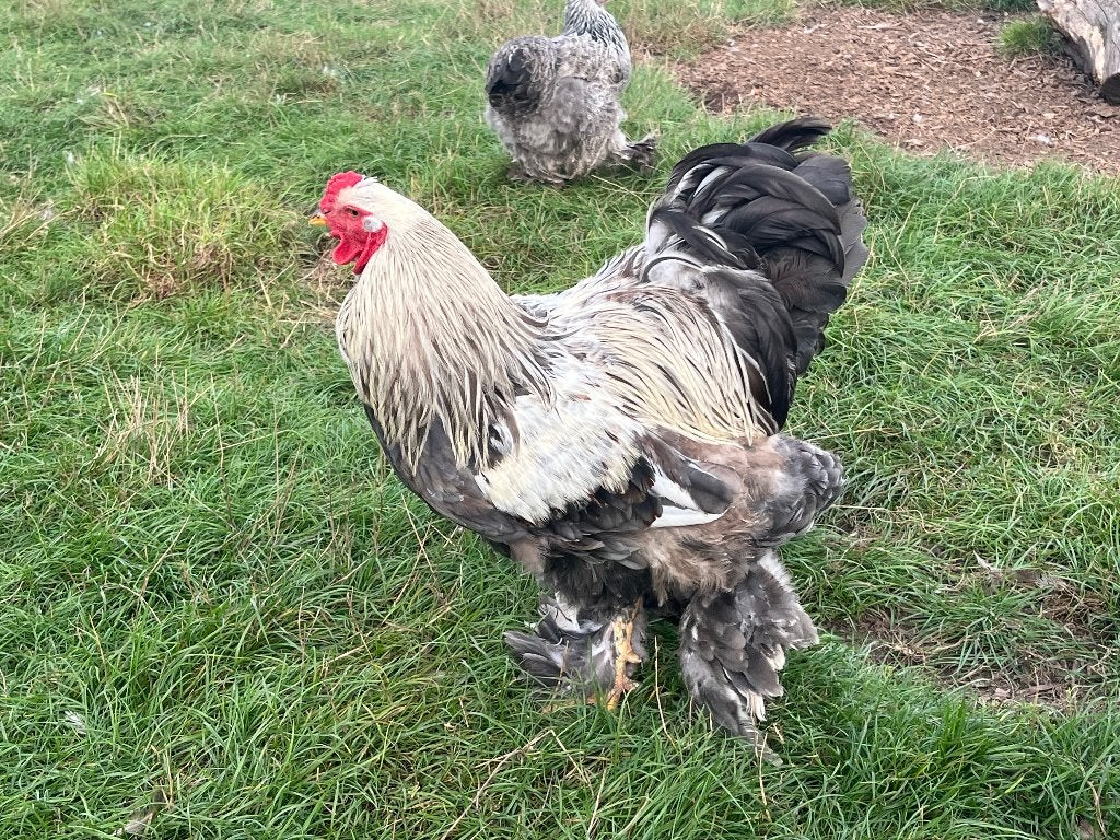 Brahma zilverpatrijs haan, Dieren en Toebehoren, Mannelijk, Kip