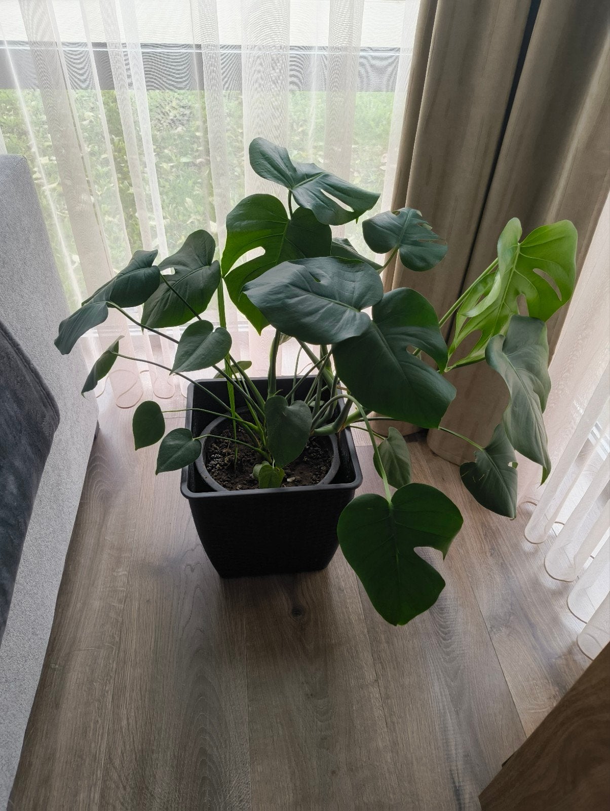 Kamerplant Monstera, Ophalen, Overige soorten, Halfschaduw, In pot