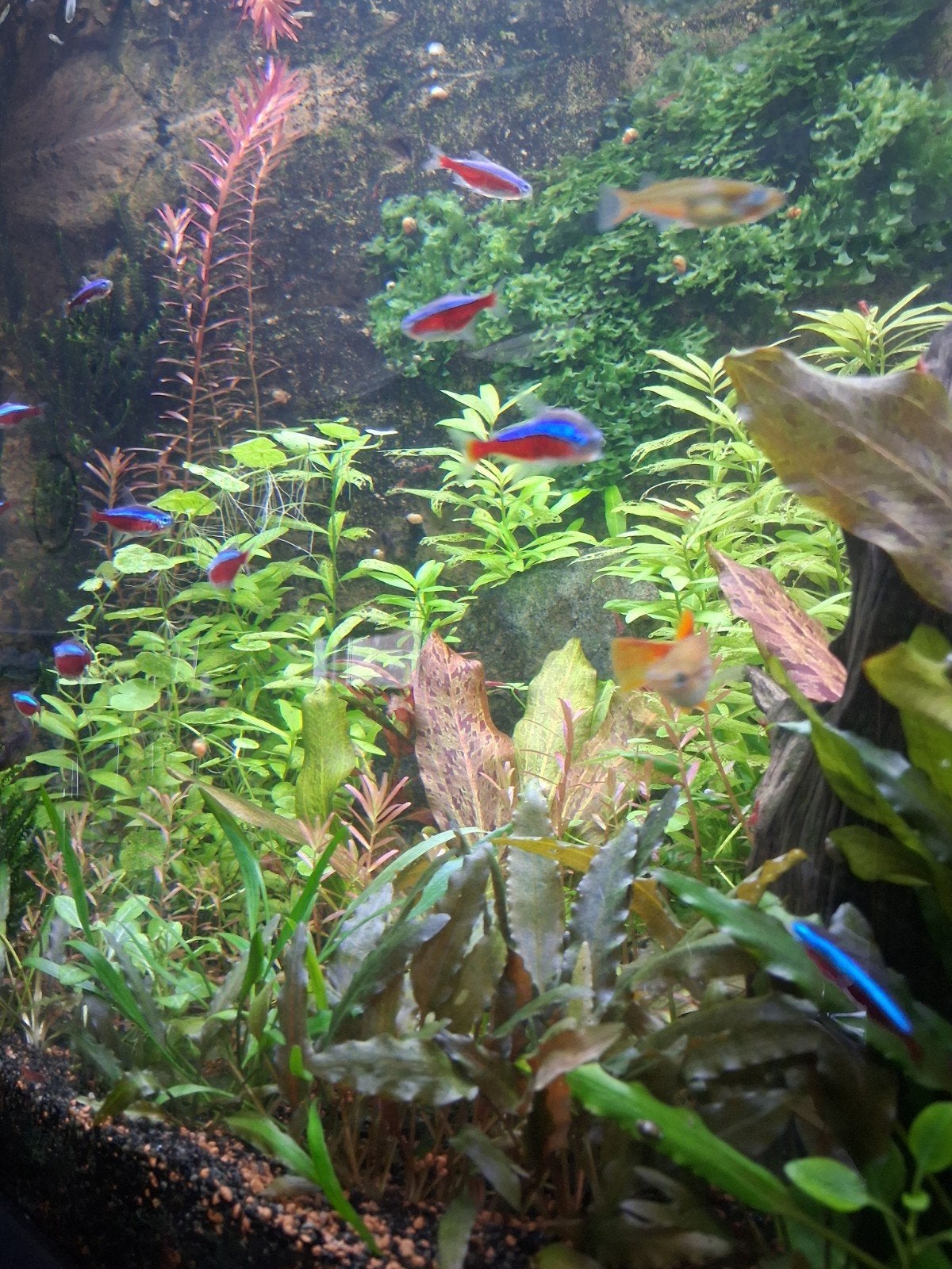 Aquariumplanten, Ophalen, Inclusief planten, Plant(en), Steen of Hout