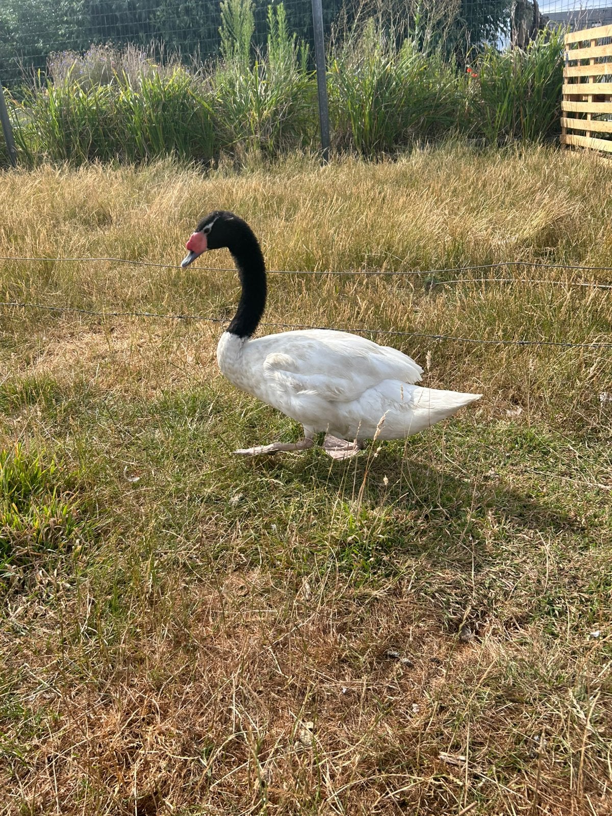 Zwarthalszwaenen mannelijk zwaan gezocht, Dieren en Toebehoren, Pluimvee, Mannelijk, Gans of Zwaan