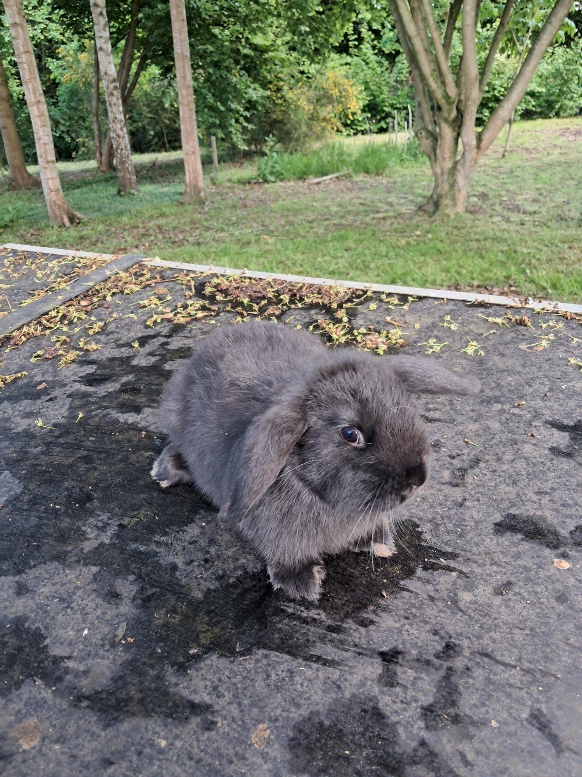 Schattig babykonijn, Oreilles tombantes