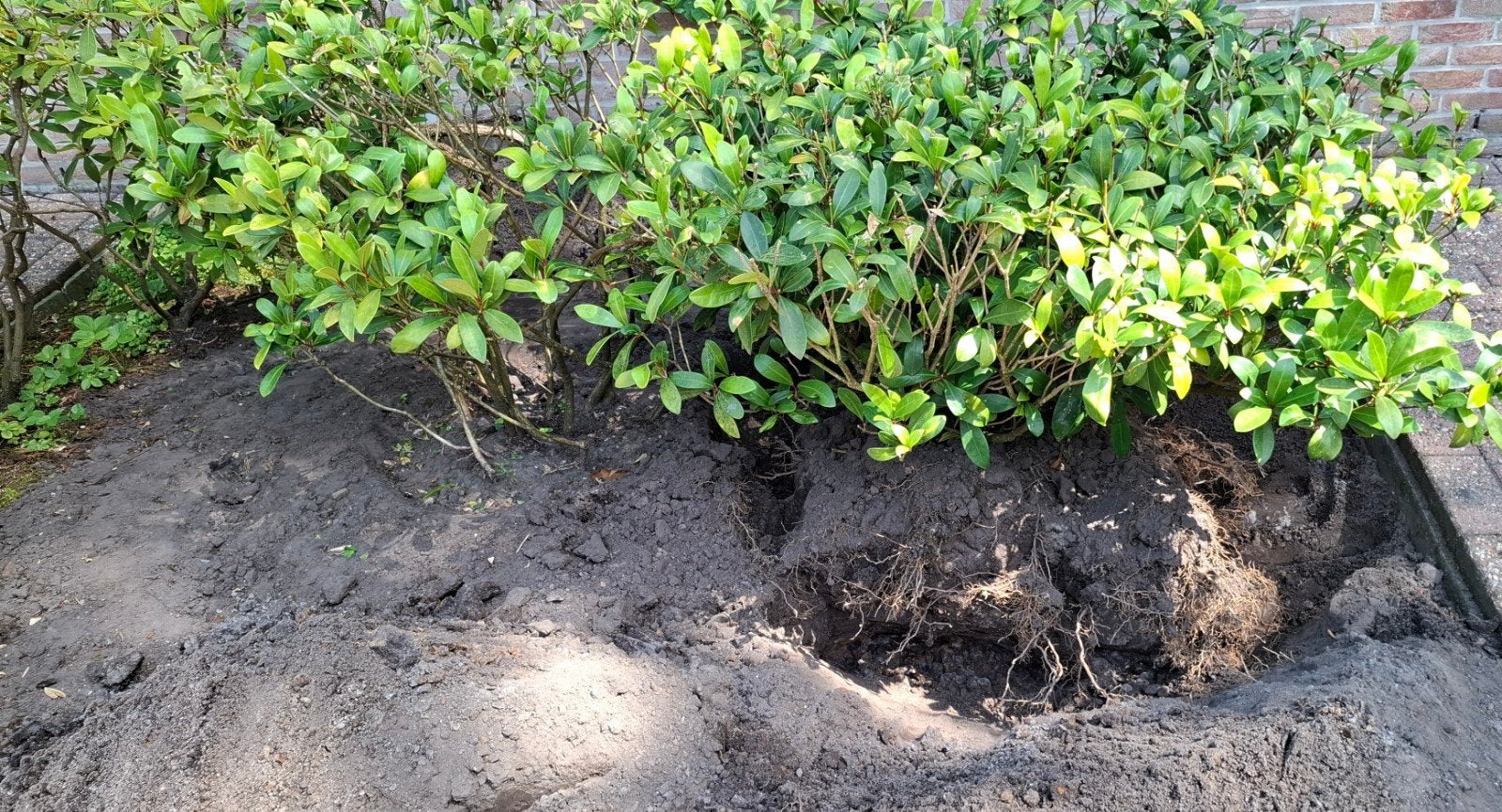 2 Skimmia planten, Ophalen