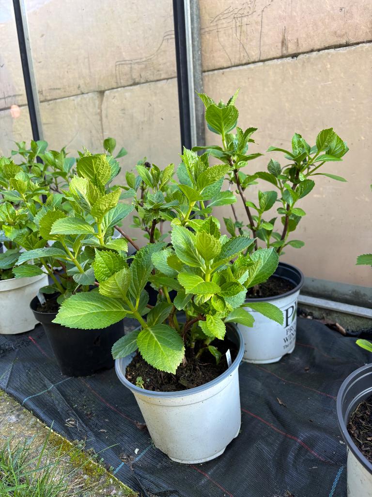 Hortensia, Ophalen