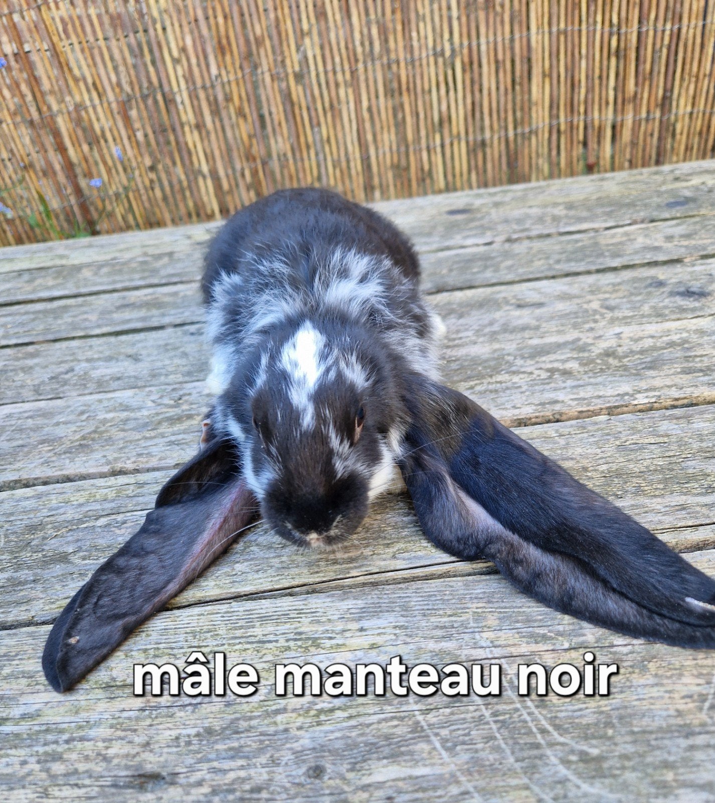 lapin bélier anglais, Animaux & Accessoires, Animaux perdus et trouvés